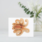 octopus salutii, zeewaterdieren briefkaart (Staand voorkant)