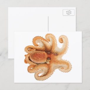  octopus salutii, zeewaterdieren briefkaart