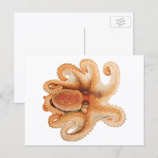 octopus salutii, zeewaterdieren briefkaart (Voorkant / Achterkant)