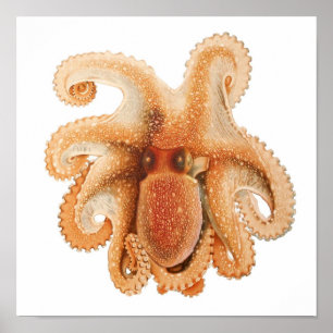  octopus salutii, zeewaterdieren poster
