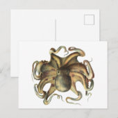 Octopus Squid Animal  Illustratie Briefkaart (Voorkant / Achterkant)