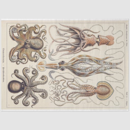 Octopus Squid Gamochonia Decoupage tissuepapier (Voorkant)