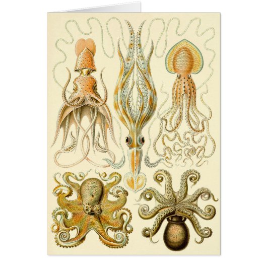 Octopus Squid Gamochonia door Ernst Haeckel (Voorkant)