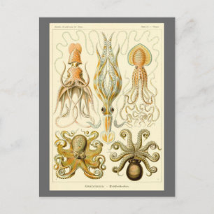  Octopus Squid Gamochonia door Ernst Haeckel Briefkaart