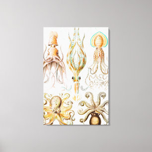 Octopus Squid, Gamochonia door Ernst Haeckel Canvas Afdruk