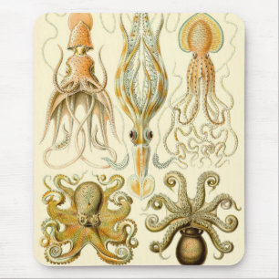 Octopus Squid Gamochonia door Ernst Haeckel Muismat