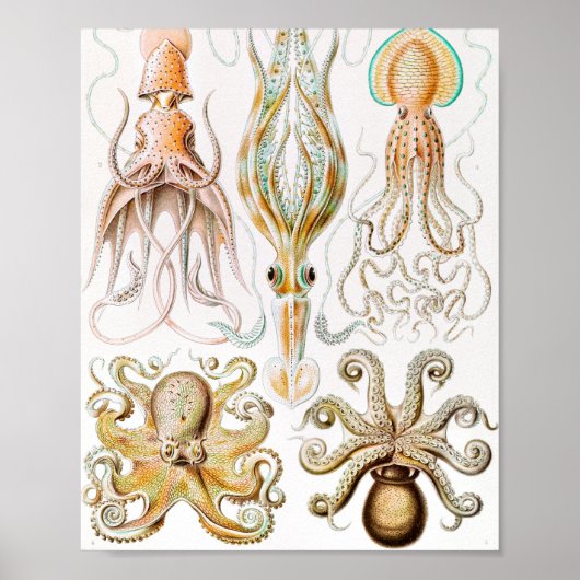 Octopus Squid, Gamochonia door Ernst Haeckel Poster (Voorkant)