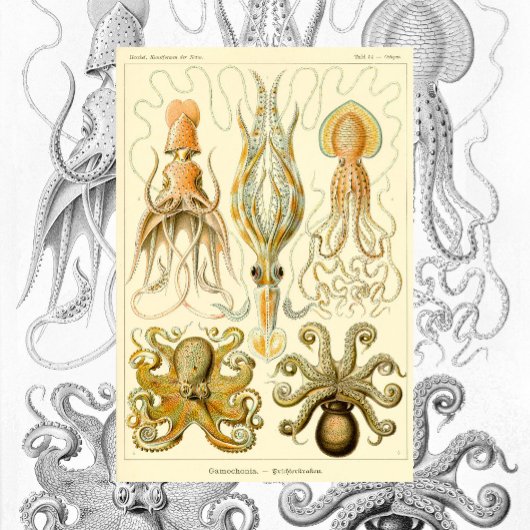 Octopus Squid Gamochonia door Ernst Haeckel Poster
