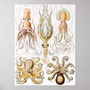 Octopus Squid, Gamochonia door Ernst Haeckel Poster