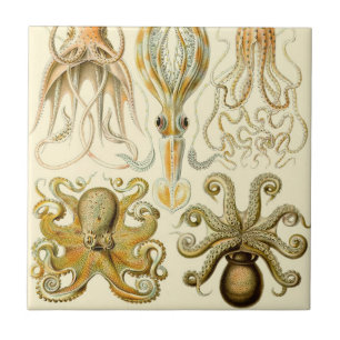  Octopus Squid Gamochonia door Ernst Haeckel Tegeltje
