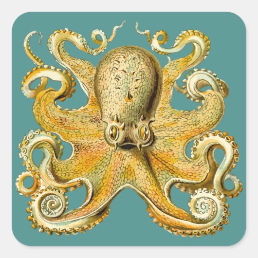 Octopus stickers (Voorkant)
