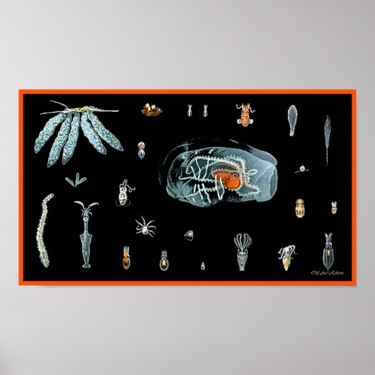 Octopus Studie Poster (Voorkant)