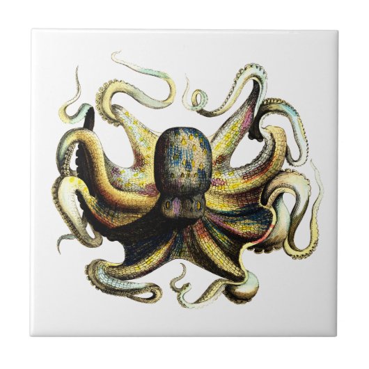Octopus Tegeltje (Voorkant)