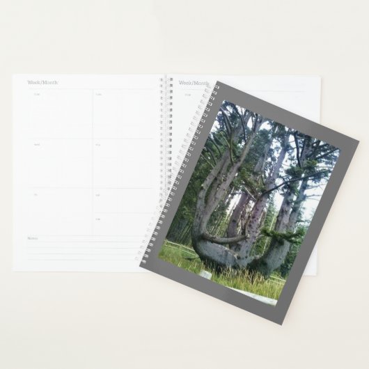 Octopus Tree, Cape Meares, Oregon (Devant avec enveloppe)