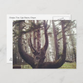 Octopus Tree, Cape Meares, Oregon Briefkaart (Voorkant / Achterkant)