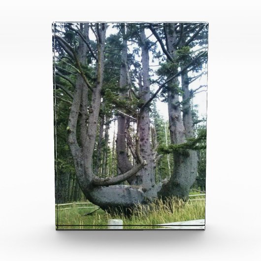 Octopus Tree, Cape Meares, Oregon Fotoblokken (Voorkant)