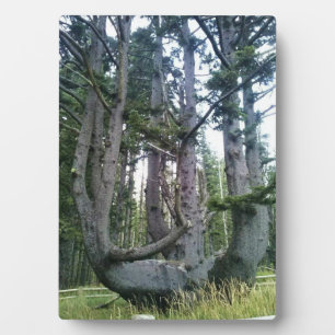 Octopus Tree, Cape Meares, Oregon Fotoplaat