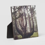 Octopus Tree, Cape Meares, Oregon Fotoplaat (Voorkant)