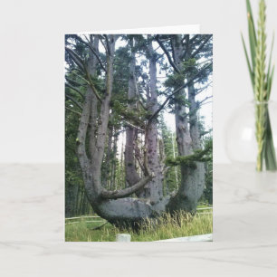 Octopus Tree, Cape Meares, Oregon Kaart