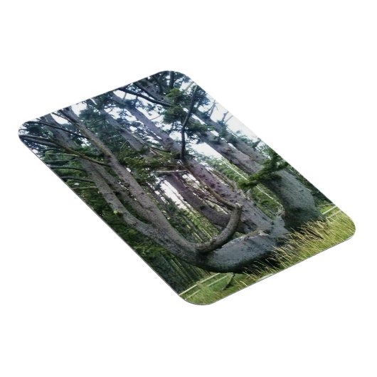 Octopus Tree, Cape Meares, Oregon Magneet (Rechterzijde)