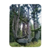 Octopus Tree, Cape Meares, Oregon Magneet (Verticaal)