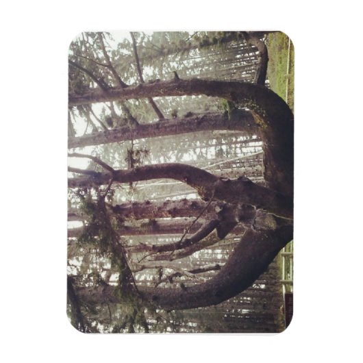 Octopus Tree, Cape Meares, Oregon Magneet (Verticaal)