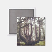 Octopus Tree, Cape Meares, Oregon Magneet (Voorkant / Achterkant)