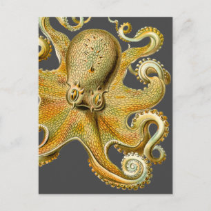 Octopus van Ernst Haeckel Briefkaart