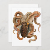  octopus Vulgaris, zeedieren (Voorkant / Achterkant)
