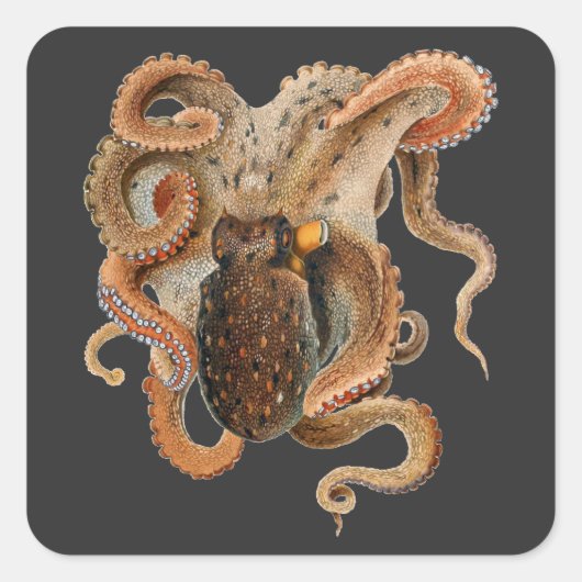  octopus Vulgaris, zeedieren Vierkante Sticker (Voorkant)