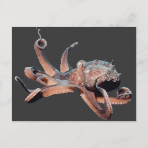 Octopus-Wild Thang Briefkaart