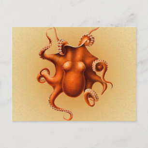 Octopus Zee Monster Creature Cephalapod Briefkaart