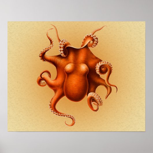 Octopus Zee Monster Creature Cephalapod  Poster (Voorkant)