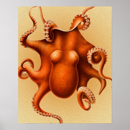 Octopus Zee Monster Creature Cephalapod  Poster (Voorkant)