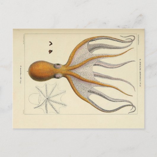 Octopus  Zoologische Schets Briefkaart (Voorkant)