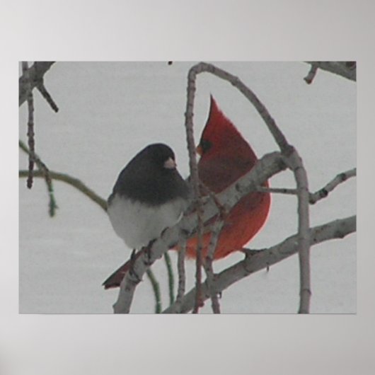 Odd Birds Poster (Voorkant)