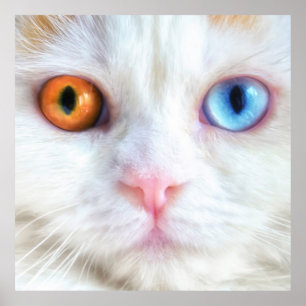 Odd-Eyed White Persian Cat Poster