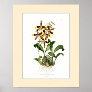 Odontoglossum grande, Douane grens Poster