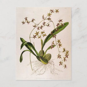 Odontoglossum Hastatum Briefkaart