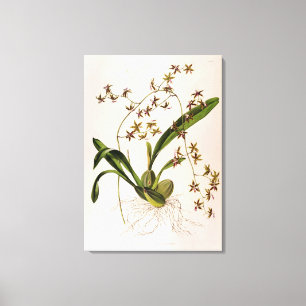 Odontoglossum Hastatum Canvas Afdruk