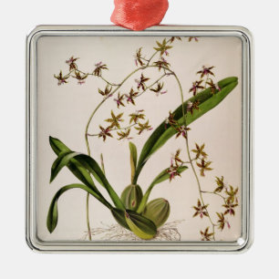 Odontoglossum Hastatum Metalen Ornament