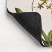 Odontoglossum Hastatum Muismat (Hoek)