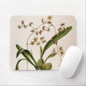 Odontoglossum Hastatum Muismat (Met muis)