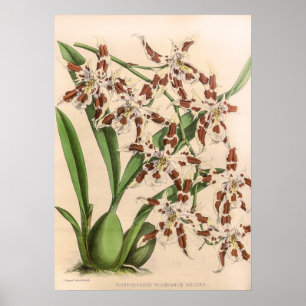 Odontoglossum Orchidee Flower Poster