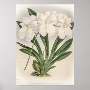 Odontoglossum Vexillarium Orchid Poster