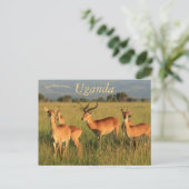 Oegandese Kob Queen Elizabeth Nationaal Park Oegan Briefkaart (Staand voorkant)