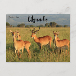 Oegandese Kob Queen Elizabeth Nationaal Park Oegan Briefkaart