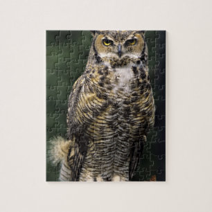 Oehoe (Bubo virginianus), volledig lichaam Legpuzzel