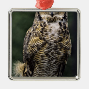 Oehoe (Bubo virginianus), volledig lichaam Metalen Ornament