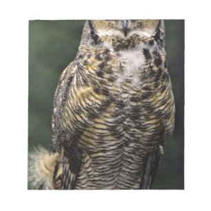 Oehoe (Bubo virginianus), volledig lichaam Notitieblok